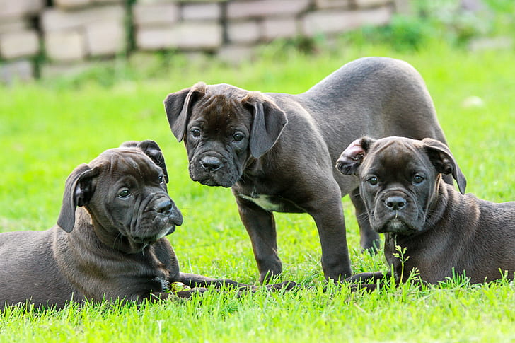 Cheapest Pet Insurance for American Bulldogs