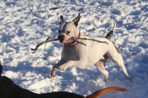 Best Dog Insurance for American Bulldogs