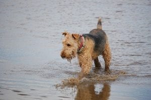 Best Dog Insurance for Airedale Terriers