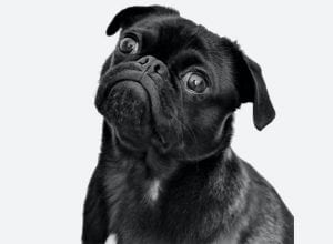 Best Dog Insurance for Pugs