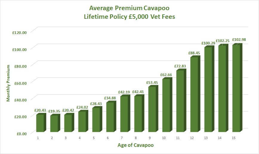 Best Dog Insurance for the Cavapoo