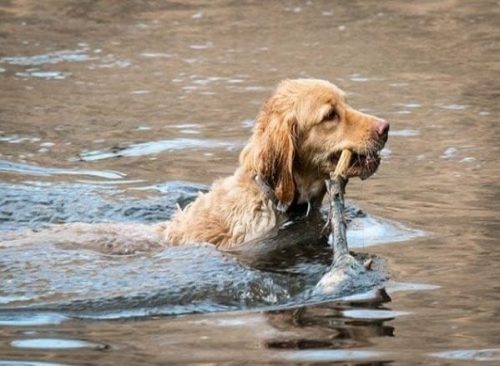 Best Dog Insurance for Golden Retrievers