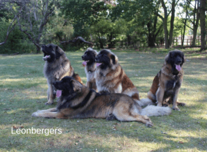 Best Dog Insurance for Leonbergers