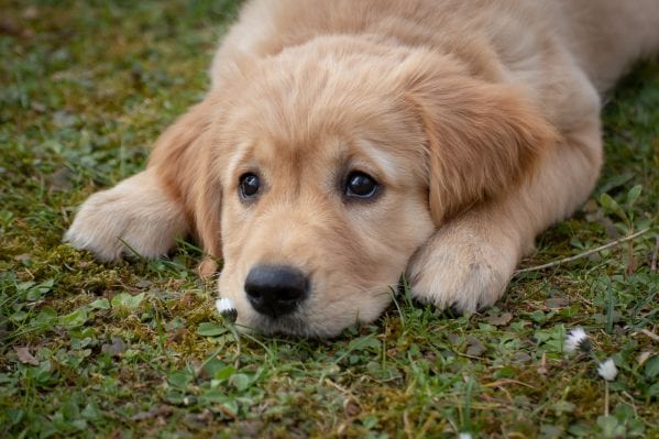 Best Dog Insurance for Golden Retrievers
