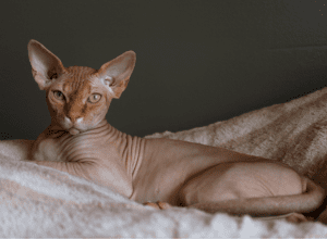 The Sphynx Cat Insurance Review