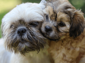 Best Dog Insurance for Shih Tzus