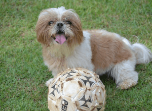 Best dog insurance for Shih Tzus