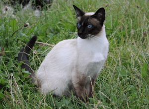 Best Siamese Cat Insurance