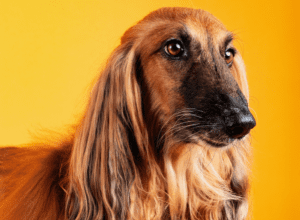 The Afghan Hound Dog Insurance Review