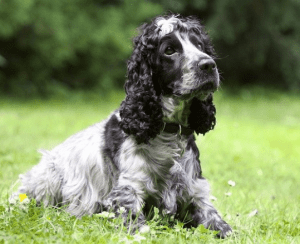 The American Cocker Spaniel Dog Insurance Review