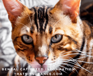 The Best Pet Insurance for Bengal Cats