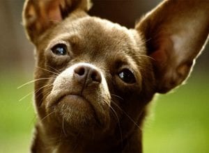 Selecting the right pet insurance for your Chihuahua