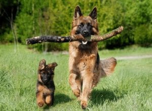 A guide to buying pet Insurance for your German Shepherd