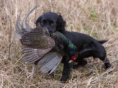 Best Pet Insurance for Hunting Dogs