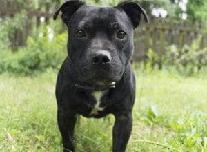 The Best Dog Insurance for a Staffordshire Bull Terrier