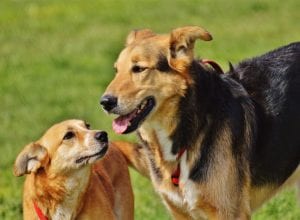 A guide to buying pet insurance for a mixed breed dog