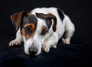 Jack Russell Dog Insurance – Compare and Buy