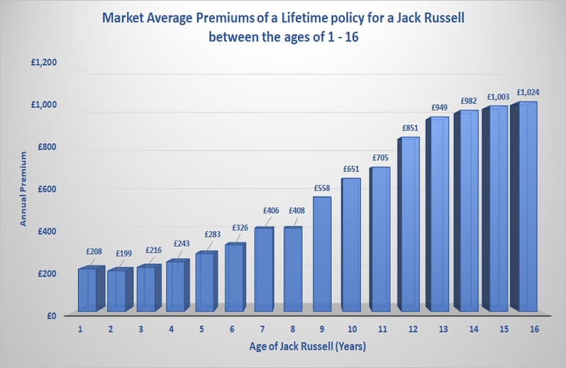 Jack Russell Dog Insurance