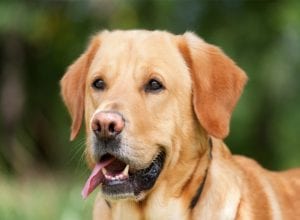 How to buy the right Labrador Retriever Insurance