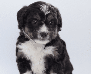 The Bernedoodle Dog Insurance Review