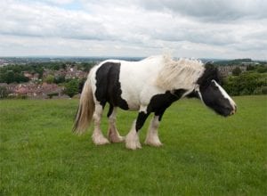 Horse Insurance for older horses