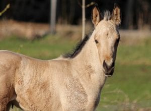 How we calculated horse insurance ratings