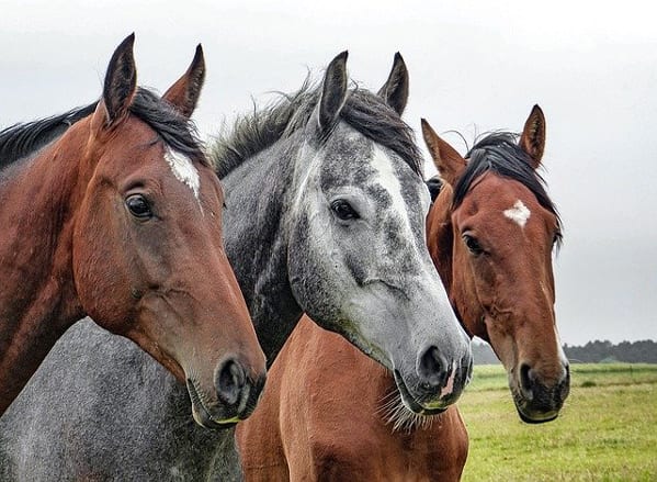 Is Horse Insurance Worth It?