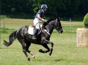The Best Horse Insurance
