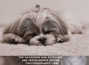 The Cavachon. Dog Insurance Review