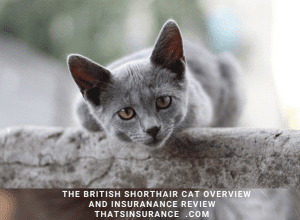 The even tempered British Short hair Cat