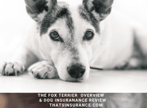 The Best Fox Terrier overview and Dog Insurance Review