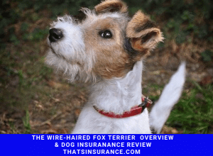 Best Wire Haired Fox Terrier Dog Insurance Review