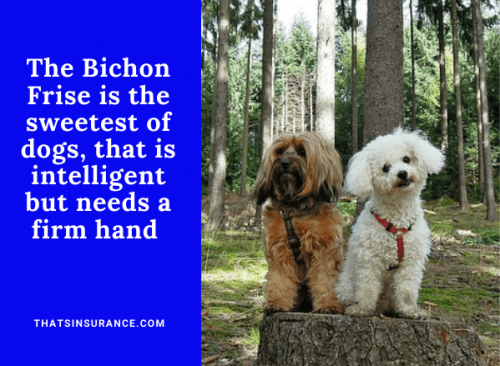 Charming Bichon Frise dog Insurance Review